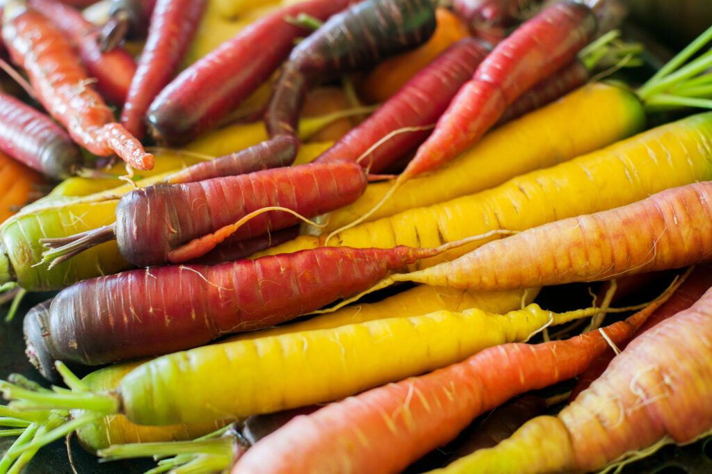 raw colorful carrots