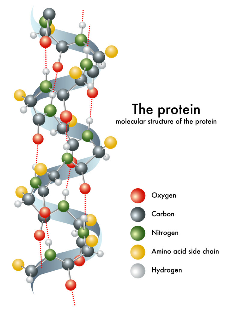 Protein Molecular Structure