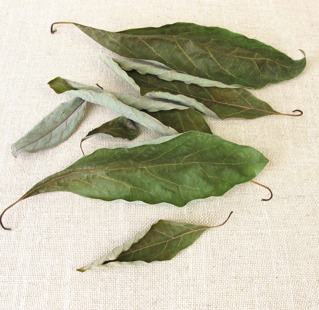 avocado leaves benefits dried leaf