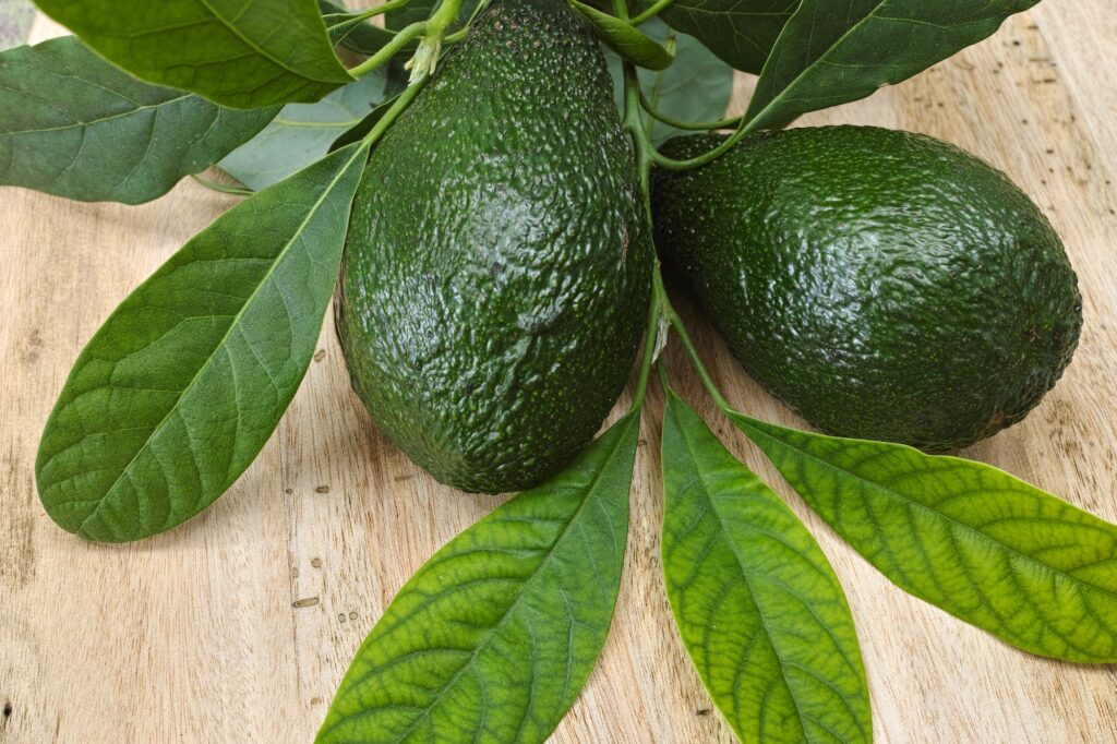 avocado leaves benefits horizontal